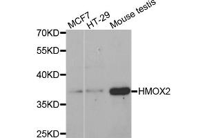 Western blot analysis of extracts of various cell lines, using HMOX2 antibody (ABIN5971461) at 1:400 dilution. (HMOX2 antibody)