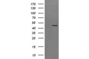 Image no. 1 for anti-Synaptotagmin IV (SYT4) antibody (ABIN1501277) (SYT4 antibody)