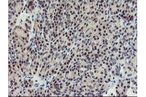 Image no. 2 for anti-SUMO1/sentrin/SMT3 Specific Peptidase 2 (SENP2) (AA 139-523) antibody (ABIN1490931) (SENP2 antibody  (AA 139-523))