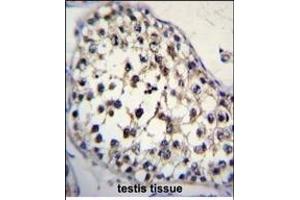 FUT8 Antibody (Center) (ABIN2802043 and ABIN2844707) immunohistochemistry analysis in formalin fixed and paraffin embedded human testis tissue followed by peroxidase conjugation of the secondary antibody and DAB staining. (FUT8 antibody  (AA 329-357))