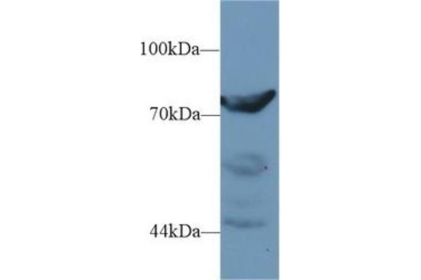 DPP3 anticorps  (AA 2-261)