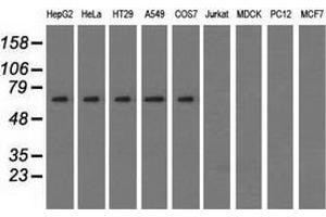 Western blot analysis of extracts (35 µg) from 9 different cell lines by using anti-SNX9 monoclonal antibody. (SNX9 antibody)