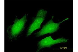 Immunofluorescence of purified MaxPab antibody to TEX13A on HeLa cell. (TEX13A antibody  (AA 1-409))