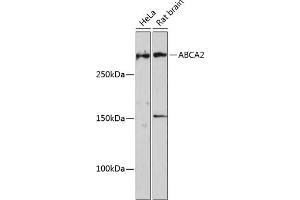 Western blot analysis of extracts of various cell lines, using  Polyclonal Antibody (ABIN7265728) at 1:1000 dilution. (ABCA2 antibody  (AA 2307-2466))