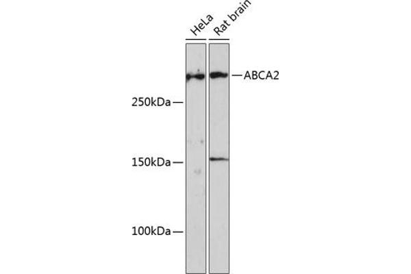 ABCA2 antibody  (AA 2307-2466)