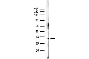 Western blot analysis of lysates from Mouse liver, using IL1 alpha Antibody at 1/1000 dilution.