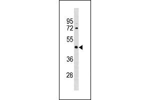 IRX1 Antibody (N-term) (ABIN1881466 and ABIN2843286) western blot analysis in MDA-M cell line lysates (35 μg/lane). (IRX1 antibody  (N-Term))