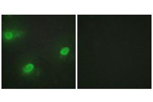 Immunofluorescence (IF) image for anti-Cleavage Stimulation Factor, 3' Pre-RNA, Subunit 2, 64kDa (CSTF2) (N-Term) antibody (ABIN1849327) (CSTF2 antibody  (N-Term))