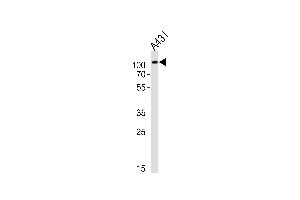Western blot analysis of lysate from A431 cell line, using IARS2 Antibody (N-term) (ABIN6243753 and ABIN6577644). (IARS2 antibody  (N-Term))