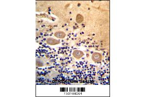 RTDR1 Antibody immunohistochemistry analysis in formalin fixed and paraffin embedded human cerebellum tissue followed by peroxidase conjugation of the secondary antibody and DAB staining. (RTDR1 antibody  (N-Term))
