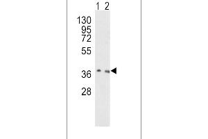 Western blot analysis of OGG1 Antibody (C-term) (ABIN390918 and ABIN2841121) in Hela(lane 1), NIH-3T3(lane 2) cell line lysates (35 μg/lane). (OGG1 antibody  (C-Term))