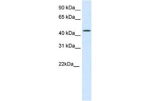WB Suggested Anti-HMG20B Antibody Titration:  0. (HMG20B antibody  (N-Term))