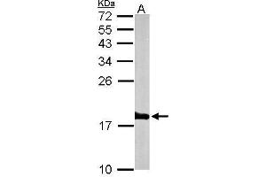 WB Image Sample (50 ug of whole cell lysate) A: mouse brain 15% SDS PAGE antibody diluted at 1:1000 (Histone H3.3B antibody  (full length))