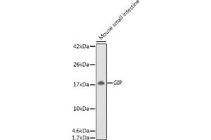 Western blot analysis of extracts of Mouse small intestine, using GIP antibody (ABIN6130966, ABIN6141091, ABIN6141092 and ABIN6221825) at 1:500 dilution. (GIP antibody  (AA 22-153))