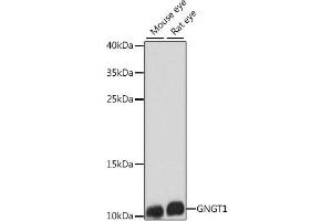 Western blot analysis of extracts of various cell lines using GNGT1 Polyclonal Antibody at dilution of 1:1000. (GNGT1 antibody)