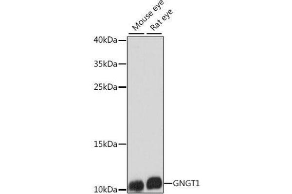 GNGT1 Antikörper