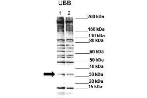 Lanes : Lane 1: C2C12 lysate Lane 2: C2C12 lysate with 1uM MG132  Primary Antibody Dilution :  1:500   Secondary Antibody : Anti-rabbit-HRP  Secondary Antibody Dilution :  1:3000  Gene Name : Ubb  Submitted by : Anonymous (Ubiquitin B antibody  (N-Term))