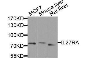 Western blot analysis of extract of various cells, using IL27RA antibody.