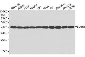 Western blot analysis of extracts of various cell lines, using β-actin antibody. (beta Actin antibody)