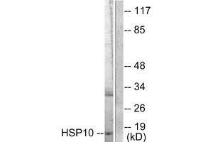 Western Blotting (WB) image for anti-Heat Shock 10kDa Protein 1 (Chaperonin 10) (HSPE1) (Internal Region) antibody (ABIN1848609) (HSPE1 antibody  (Internal Region))