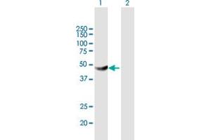 Western Blot analysis of HKDC1 expression in transfected 293T cell line by HKDC1 MaxPab polyclonal antibody. (HKDC1 antibody  (AA 1-427))