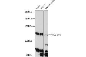 Western blot analysis of extracts of various cell line, using PGC1 beta antibody (ABIN7269253) at 1:1000 dilution. (PPARGC1B antibody  (AA 850-950))