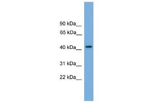 WB Suggested Anti-PALM Antibody Titration: 0.