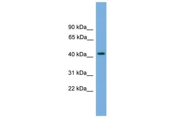 Paralemmin antibody  (N-Term)