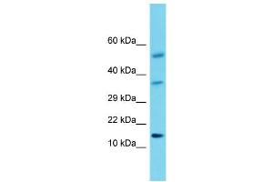 Host: Rabbit Target Name: Hcrt Sample Type: Rat Testis lysates Antibody Dilution: 1. (Orexin antibody  (Middle Region))