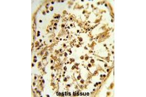 Formalin-fixed and paraffin-embedded human testis tissue reacted with TBX1 Antibody (C-term), which was peroxidase-conjugated to the secondary antibody, followed by DAB staining. (T-Box 1 antibody  (C-Term))
