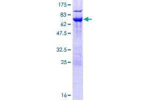 NSFL1C Protein (AA 1-370) (GST tag)