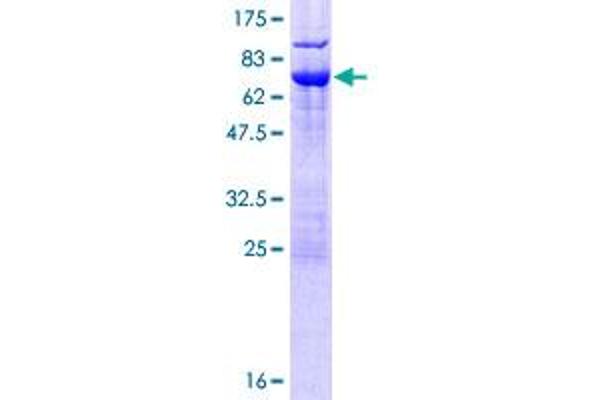 NSFL1C Protein (AA 1-370) (GST tag)