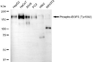 Western blotting analysis using phospho-EGFR (Tyr) antibody (ABIN7798465). (Recombinant EGFR antibody  (pTyr1068))