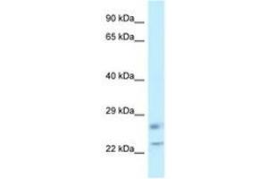 Image no. 1 for anti-RAS-Like, Family 11, Member B (RASL11B) (C-Term) antibody (ABIN6747748) (RASL11B antibody  (C-Term))