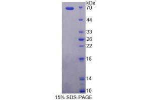 SDS-PAGE (SDS) image for Prenylcysteine Oxidase 1 (PCYOX1) (AA 174-505) protein (His tag,GST tag) (ABIN6237209)