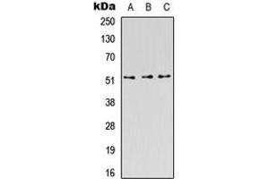 Western blot analysis of CD218b expression in HEK293T (A), Raw264.