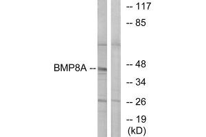 Western Blotting (WB) image for anti-Bone Morphogenetic Protein 8A (BMP8A) (C-Term) antibody (ABIN1850928) (BMP8A antibody  (C-Term))
