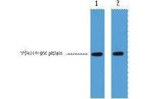 Western Blotting (WB) image for anti-VSV-G Epitope Tag antibody (ABIN3178559) (VSV-g Tag antibody)