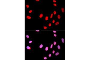 Immunofluorescence analysis of U2OS cell using CDC25C antibody. (CDC25C antibody)