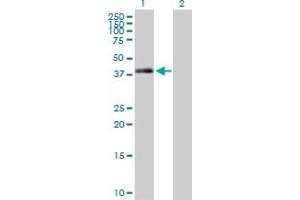 Western Blot analysis of TRIB2 expression in transfected 293T cell line by TRIB2 MaxPab polyclonal antibody.