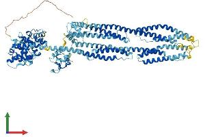 AlphaFold protein structure predicition of Human Recombinant ACTN3 Protein, UniprotID Q08043 (ACTN3 Protein (AA 1-901) (His tag))