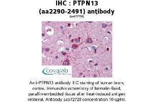 Image no. 1 for anti-Protein tyrosine Phosphatase, Non-Receptor Type 13 (APO-1/CD95 (Fas)-Associated Phosphatase) (PTPN13) (AA 2290-2491) antibody (ABIN2852377) (PTPN13 antibody  (AA 2290-2491))