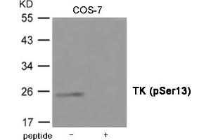 Western blot analysis of extracts from COS-7 cells using TK (Phospho-Ser13) Antibody. (TK1 antibody  (pSer13))