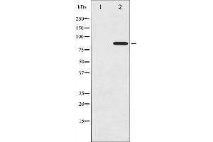 Western blot analysis of Cortactin phosphorylation expression in COS7 whole cell lysates,The lane on the left is treated with the antigen-specific peptide. (Cortactin antibody  (pTyr466))