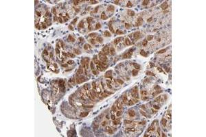 Immunohistochemical staining of human stomach with FBXO8 polyclonal antibody  shows strong cytoplasmic positivity in glandular cells. (FBXO8 antibody)