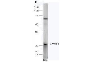 Human Raji cell lysates probed with Rabbit Anti-CXorf56 Polyclonal Antibody, Unconjugated  at 1:5000 for 90 min at 37˚C. (CXorf56 antibody  (AA 120-170))