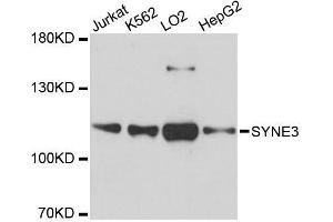 Western blot analysis of extracts of various cell lines, using SYNE3 antibody. (Nesprin3 antibody  (AA 740-920))