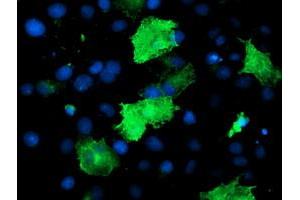 Anti-EPN2 mouse monoclonal antibody (ABIN2455558) immunofluorescent staining of COS7 cells transiently transfected by pCMV6-ENTRY EPN2 (RC213652). (Epsin 2 antibody)