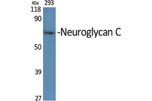 Western Blot (WB) analysis of specific cells using Neuroglycan C Polyclonal Antibody. (CSPG5 antibody  (Internal Region))