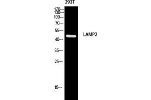Western Blot (WB) analysis of 293T using LAMP2 antibody. (LAMP2 antibody)